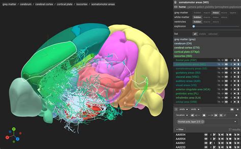 mouse brain atlas – マウス 脳地図 – NXREO