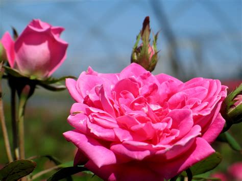 Knockout Roses Pink Rose Pink Double Knockout Flowering Shrub in 1 ...