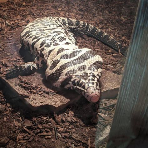 Are Tegus Good Pets