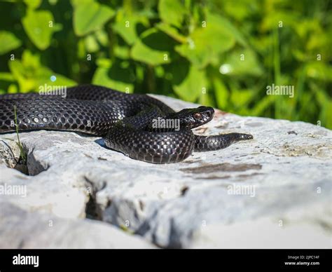 Melanistic female of the common European viper (latin name: Vipera ...