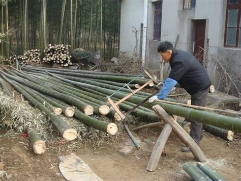 砍下来的竹子堆在地上