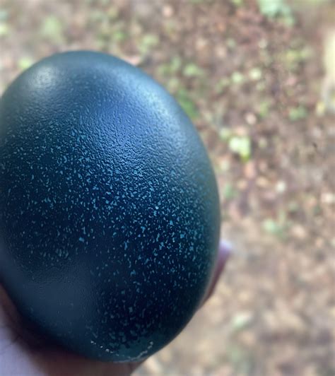Emu eggs are blue! : DiscoverEarth