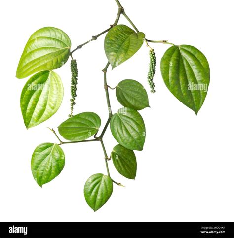 Black Pepper Live Plant - Piper Nigrum at Christopher Stafford blog