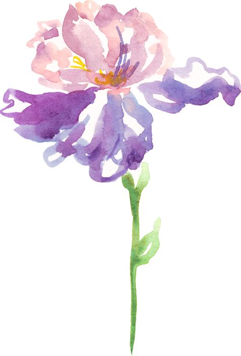 Iris Flower Rash at Francis Plante blog
