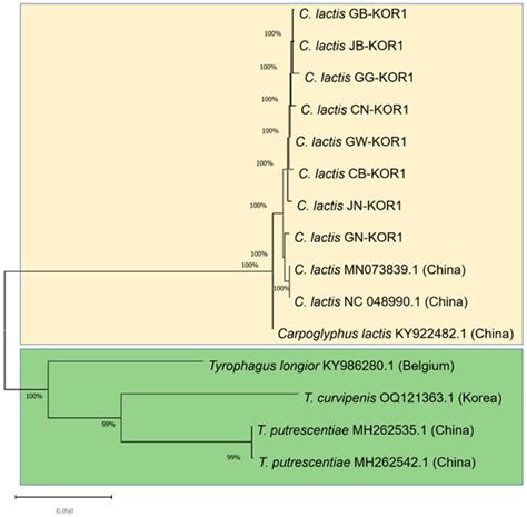 Molecular Identification and Prevalence of the Mite Carpoglyphus lactis ...