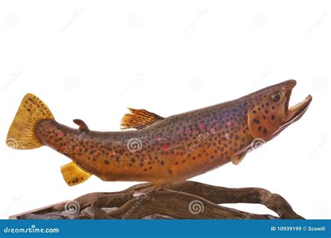 German Brown Trout