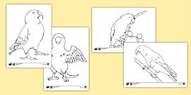 What is a Parrot? - Learn more about these intelligent birds