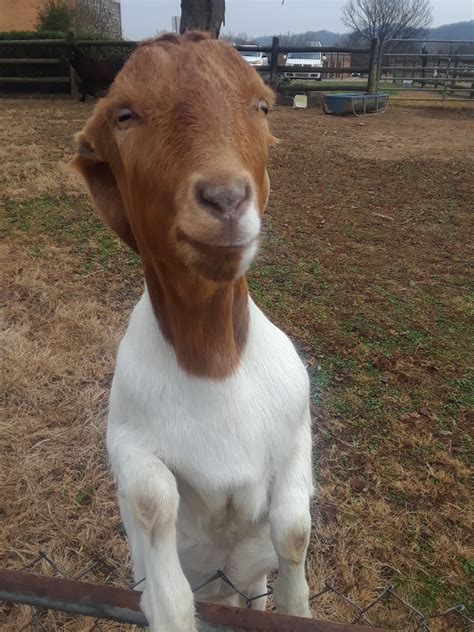 KARNS ANIMAL CLINIC - Knoxville TN - Hours, Directions, Reviews ...