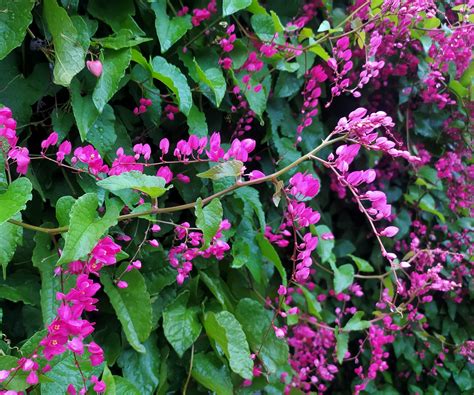 Drought-tolerant climbing vines - 7 sun loving…