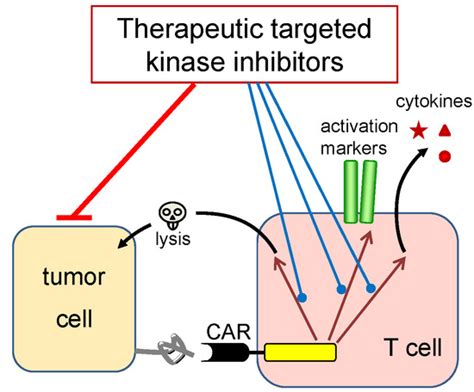 BRAF and MEK Inhibitors Influence the Function of Reprogrammed T Cells ...
