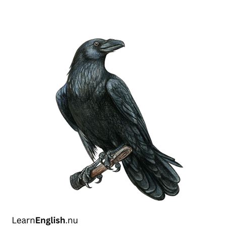 Bird Names in Spanish: 77 Birds in Spanish to English - learn spanish