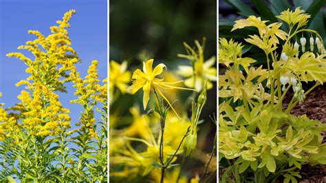11 Stunning Yellow Perennials For Shade That’ll Leave You Speechless