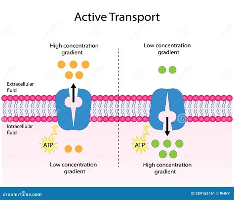 Active Transport Labeled Diagram