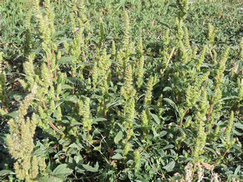 How to Control Redroot Pigweed