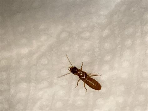 Termites Without Wings