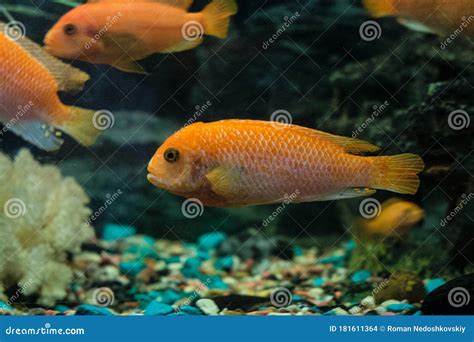 Cichlid Red Pseudotrophyus Zebra Mbuna Fish in an Aquarium Stock Photo ...