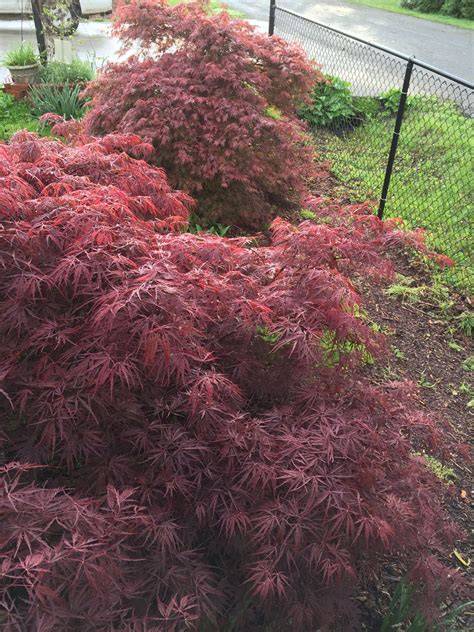 Buy Acer palmatum dissectum Crimson Queen Laceleaf Japanese Maple — Mr ...