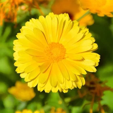 Buy Agricultural Products Online | Seeds, Pesticides, Fertilizers & More