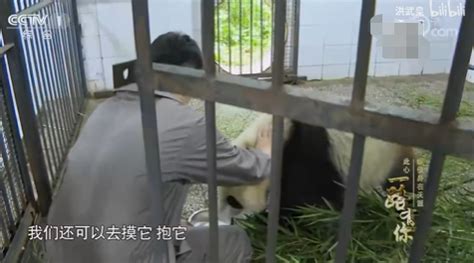 旅俄大熊猫“如意”“丁丁”已完成“第一次亲密接触”