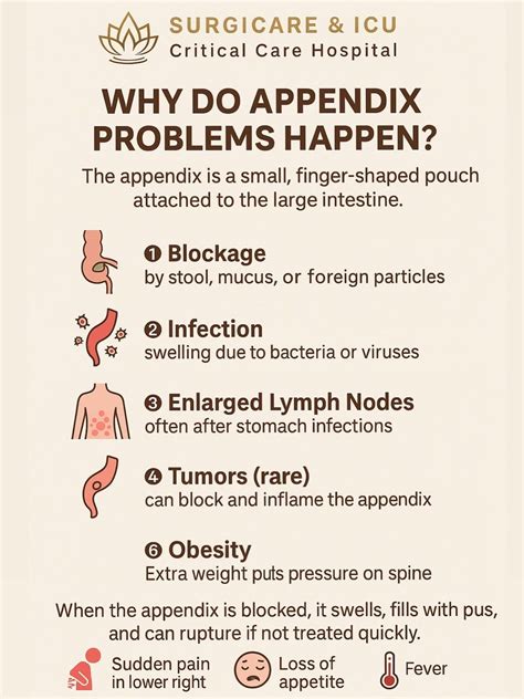 WHY DO APPENDIX PROBLEMS HAPPEN? The appendix is a small pouch attached to the large intestine ...