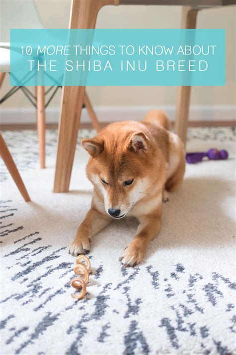 Decoding the Enigmatic Shiba Inu Personality: What to Expect From This Independent Breed