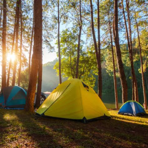 Forest Stay