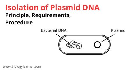 Plasmid Isolation 的图像结果