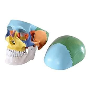 iDENTical Anatomical Skull Model Colored M5005 | Detailed Human Skull ...