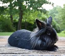 Image result for Bunny Types