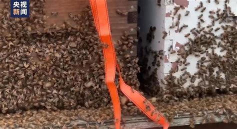 加拿大卡车行驶时掉落蜂箱 500万只蜜蜂飞出_事故_警方_部分