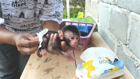 Image result for Bug Infested Baby Monkey