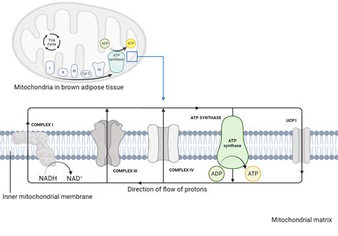 Electron Transport Chain Mitochondria