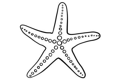Starfish Drawing With Labels at Kimberly Knox blog
