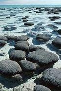 Image result for stromatolites