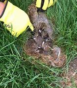 Image result for Rabbit Nest in Short Grass