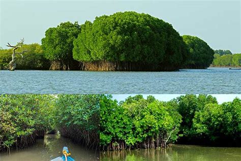 TN loses 5 mangrove species as soil salinity increases in coastal areas