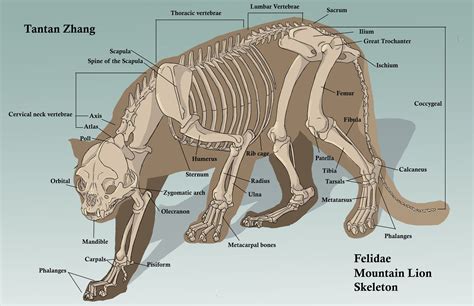 Anatomy Of A Predator: The Physical Characteristics Of Lions
