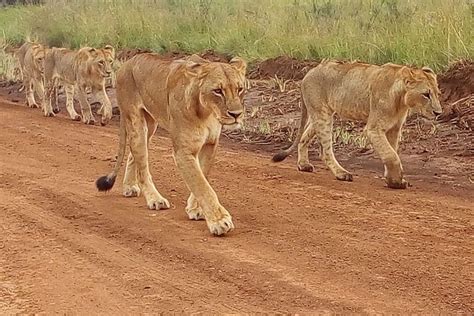 Amboseli, Tsavo East, and Tsavo West Private 4-Day Safari 2023 ...