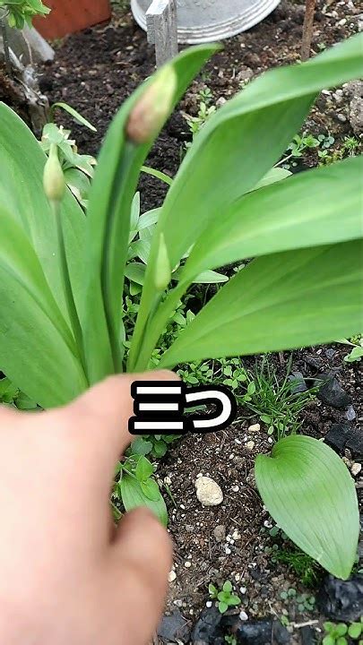 Image result for Environmental Science Project Idea