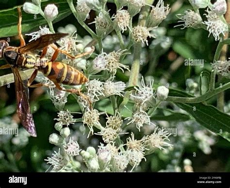 Northern Paper Wasp (Polistes fuscatus Stock Photo - Alamy