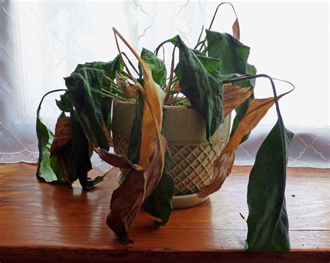 How Do You Tell If A Plant Is Dead | Gardening Know How