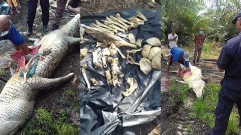 Saltwater Crocodile Eating Human