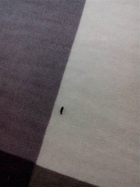 请问一下这个叫什么虫子，房间里突然有好多这样的小虫子_百度知道