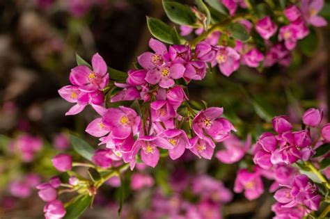 Boronia serrulata - Native Rose, Rose Boronia | Royal Botanic Garden Sydney