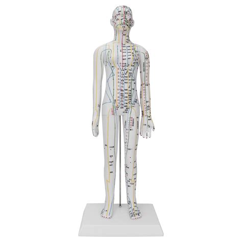 Buy Acupuncture Meridians Model, Eco‑friendly Human Acupuncture Model ...