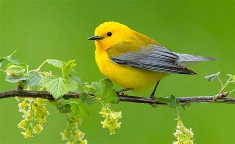 Prothonotary Warbler in Wayne County, Ohio