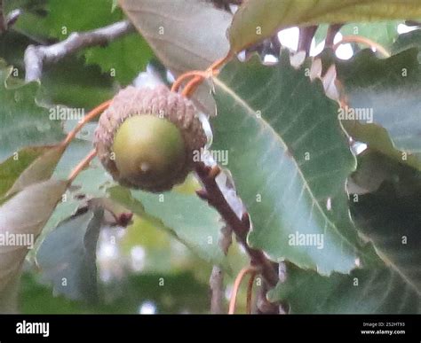 swamp chestnut oak (Quercus michauxii Stock Photo - Alamy
