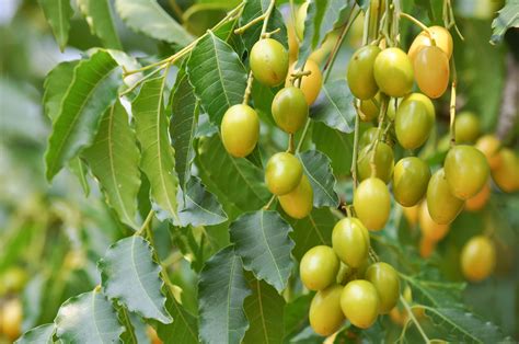 Neem, el árbol sagrado que se usa para control de plagas