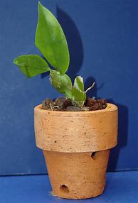 Image result for Clay Plant Pots