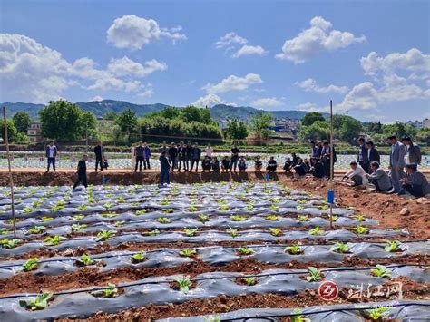 宣威：“多”字赋能乡土人才振兴 - 部门动态 - 曲靖市人民政府门户网